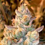 Tru-Thc