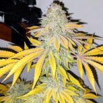 Tru-Thc