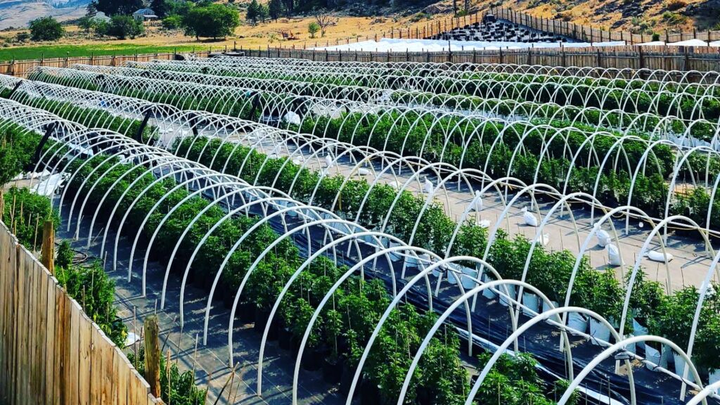 Our Farm 2