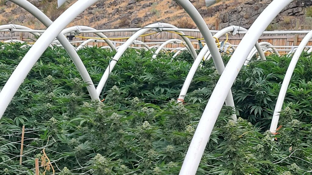 Our Farm!